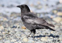 Corvus caurinus